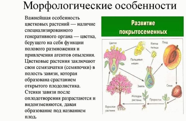 Как мы можем помочь растениям в опылении?