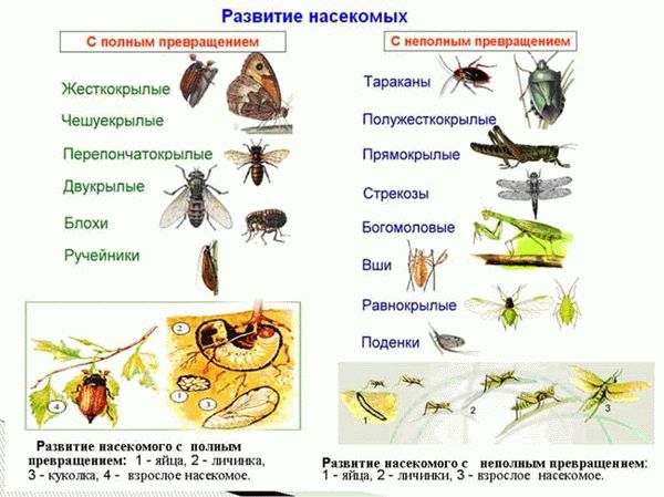 Сколько живёт пчела медоносная?