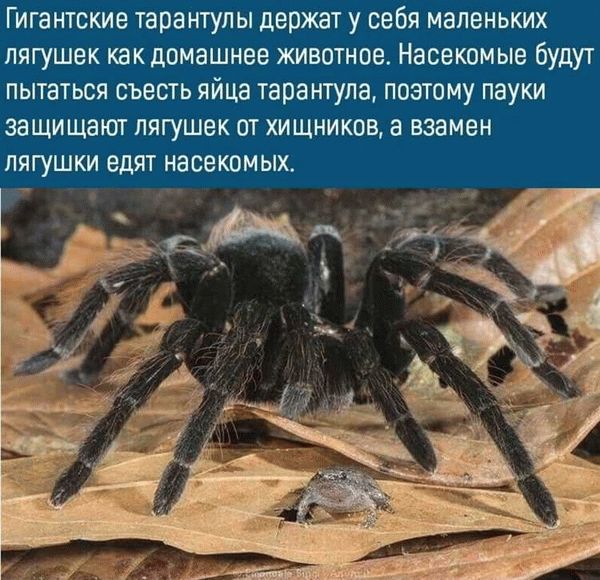 Курчавоволосый птицеед (Brachypelma albopilosum)