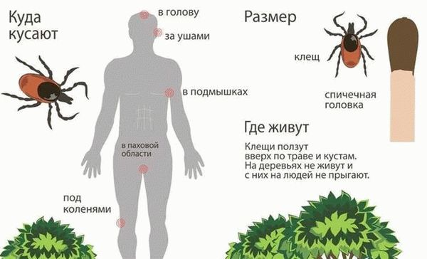 Как защититься от атаки клещей