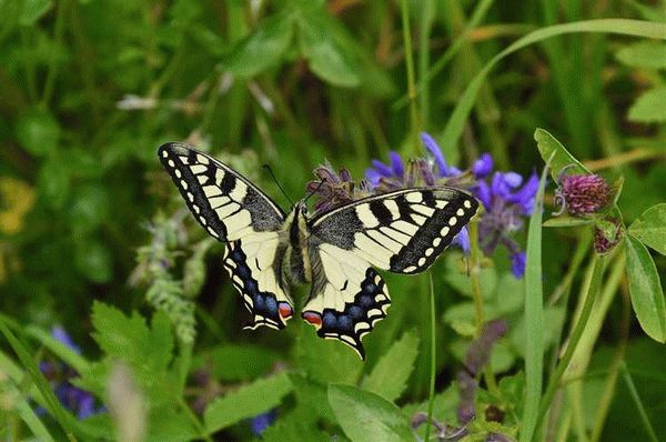 Краткое описание внешнего вида Papilio machaon ussuriensis (Sheljuzhko, 1910)