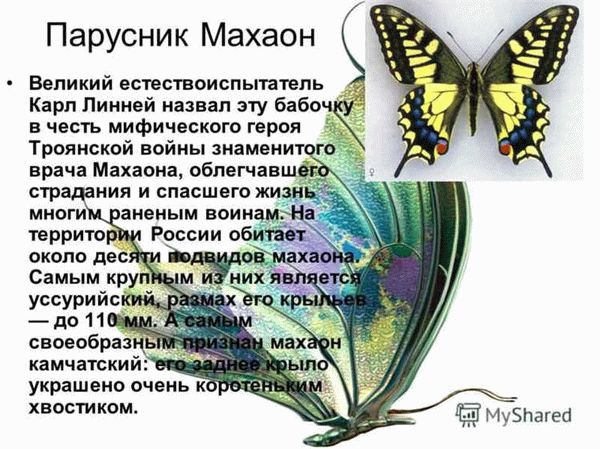 Интересные факты о жизни бабочек