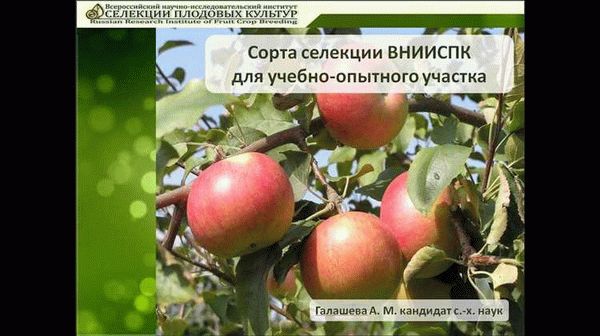 Исследования ФГБНУ ВНИИСПК по сортам яблони