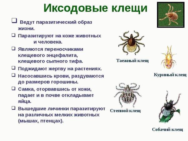 Анализ клеща: куда сдать, время ожидания результатов и частые причины белого оттенка