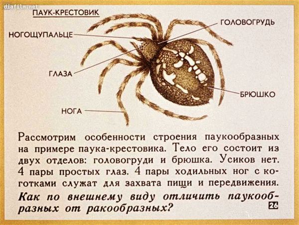 Как выглядит каракут