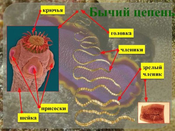 Способы использования бычьего цепня