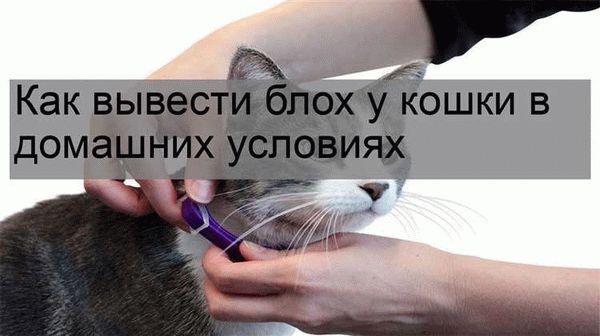 Методы борьбы с блохами у кошки