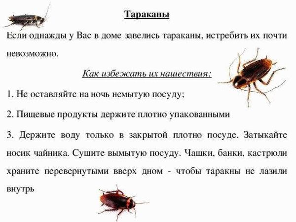 Большой, маленький черный паук в доме: примета, чем опасен, почему появился, как избавиться?