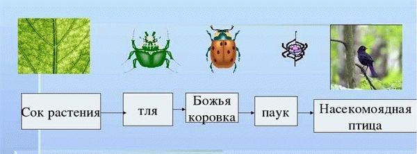 Как привлечь божьих коровок на свою землю