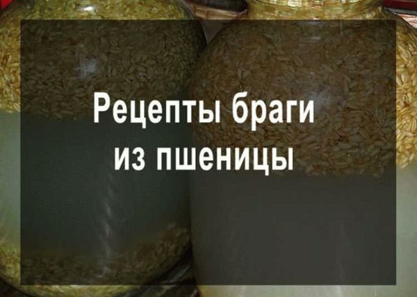 Рецепт самогона из пророщенной пшеницы без дрожжей