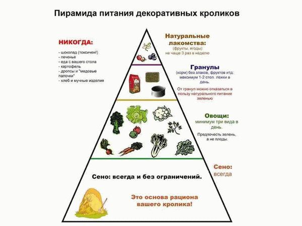 Корм для декоративной крысы: как составить сбалансированный рацион