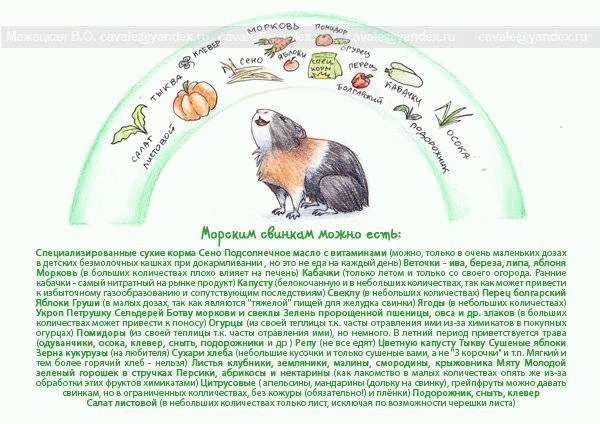 Размер порций и режим питания