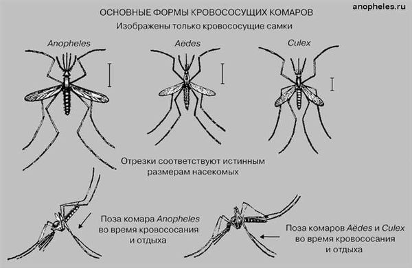 Описание и фото вида комара, вызывающего малярию