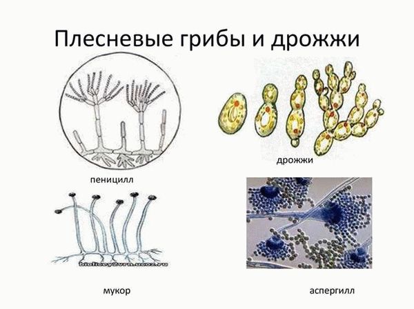 Мукор. Строение и размножение