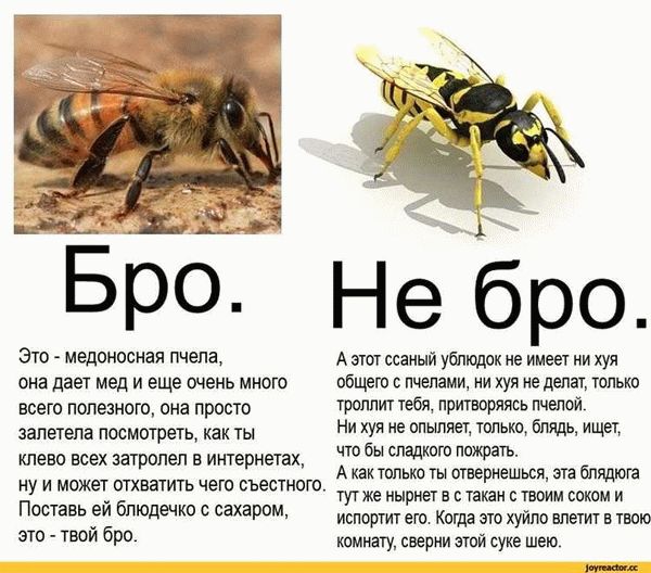 Как можно отличить осу от пчелы