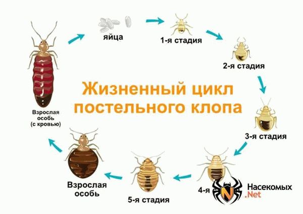 Виды и предпочтения пауков в доме