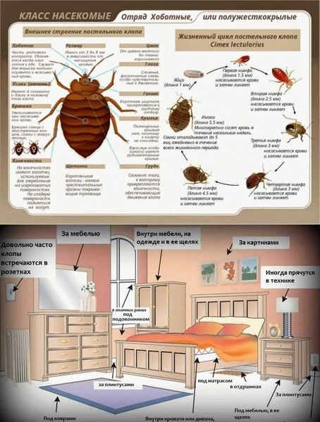 Периодичность получения пищи клопами