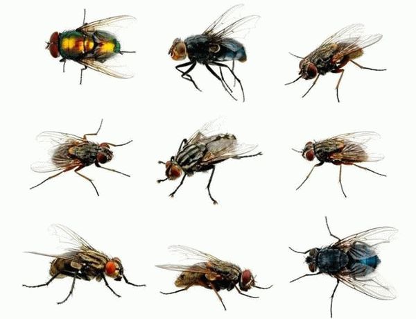 Разнообразие видов мух