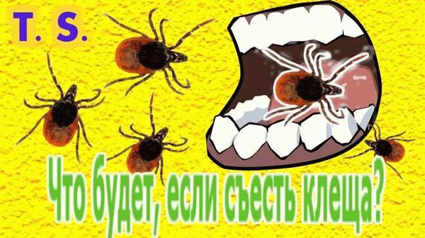 Где и когда можно встретить клеща