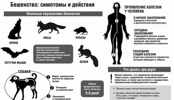 Как избежать крысиного укуса