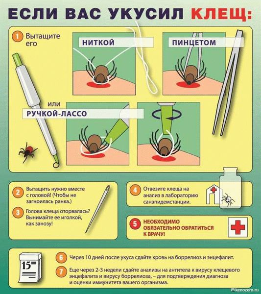 Как сдать клеща на анализ?