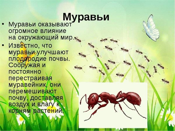 Охотники за муравьиными головами