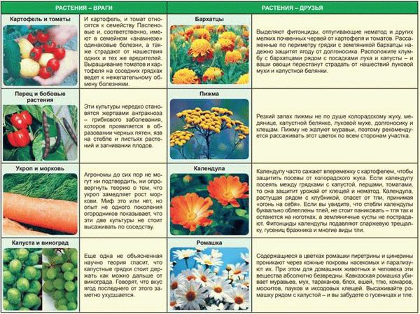 Хорошие и плохие соседи для крыжовника