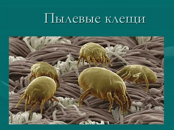 Кто такой Dermatophagoides pteronyssinus и история его открытия