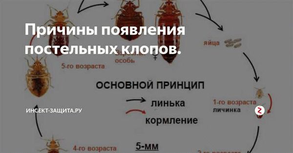 Признаки появления клопов в мебели и как узнать, есть ли они в диване