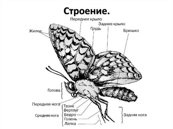 Виды дневных бабочек