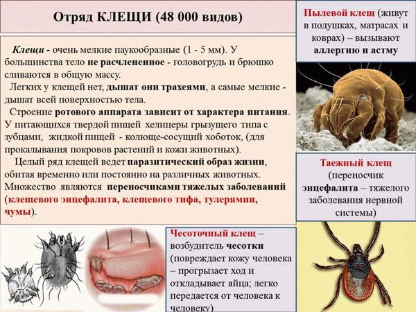 Признаки присутствия пылевых клещей