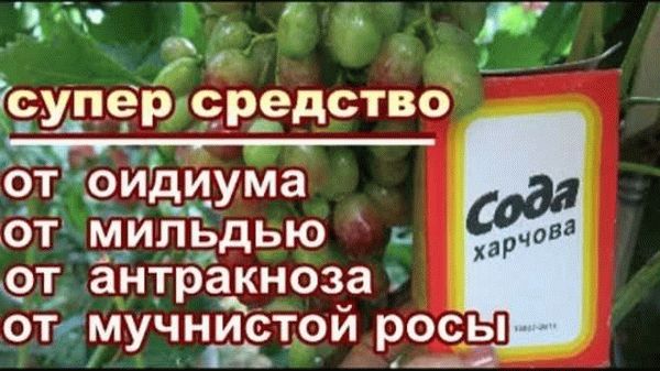 Как и когда опылять виноград от оидиума?