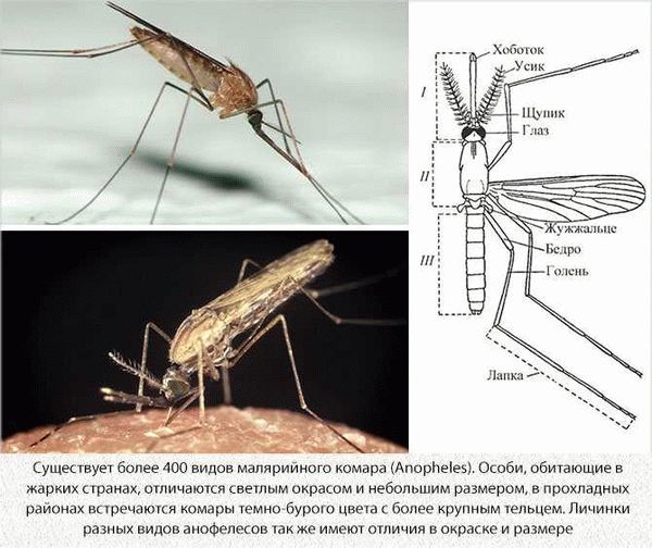 Как выглядят комара?