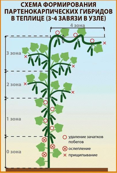 Уход за молодыми растениями