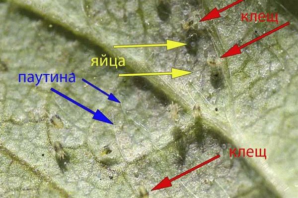 Химические и биологические средства для обработки овощей от паутинных клещей