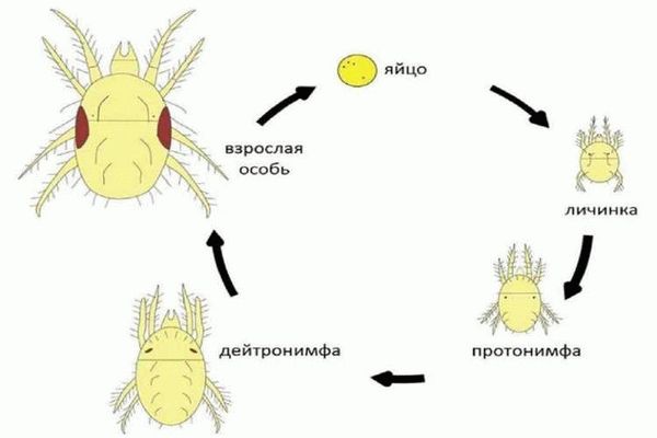 Опасны ли паразиты для человека и животных зимой