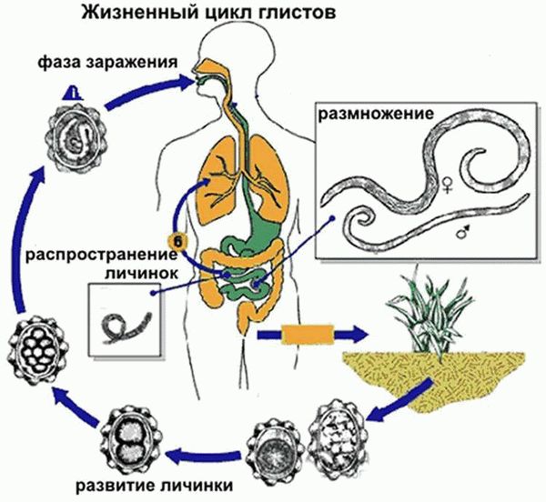 Лечение глистов