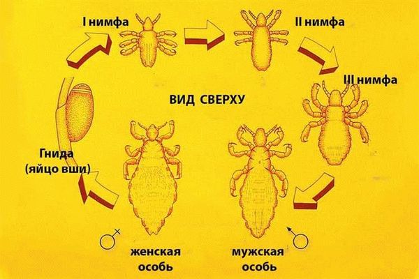 Могут ли головные вши жить не на человеке