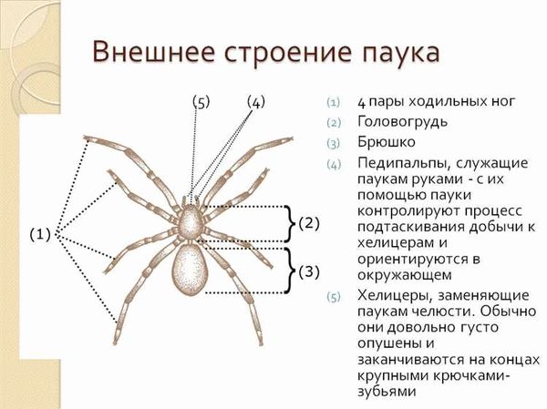 Зачем пауку столько ног?