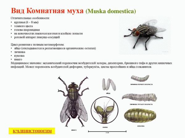 Ареал и места обитания