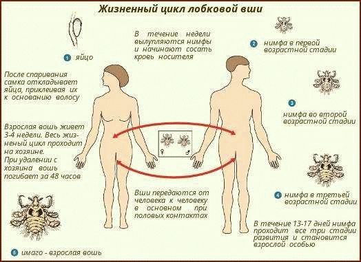 Инкубационный период вшей и гнид у человека