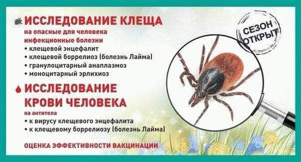 Как сохранить клеща?