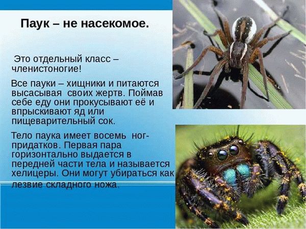 Исследовательская работа: Почему паук не насекомое?