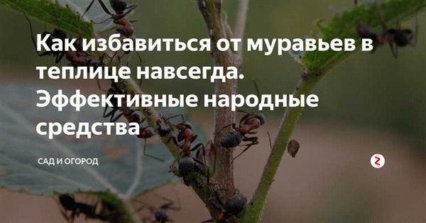 Методы борьбы с муравьями в теплице