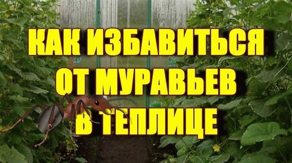 Почему муравьи появляются в теплице?