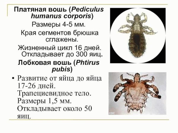 Процесс образования гнид