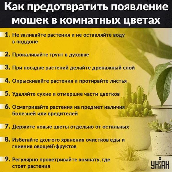 Народные рецепты от мошек