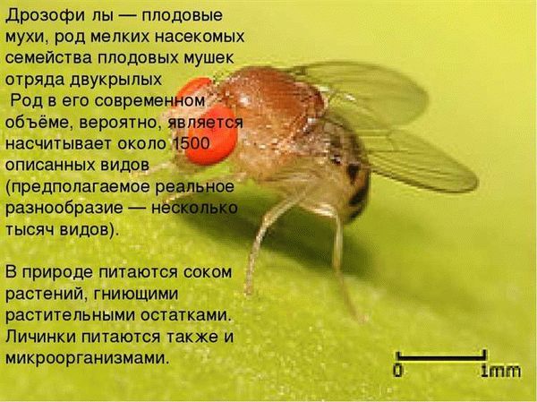 Где искать личинок плодовой мушки в квартире?