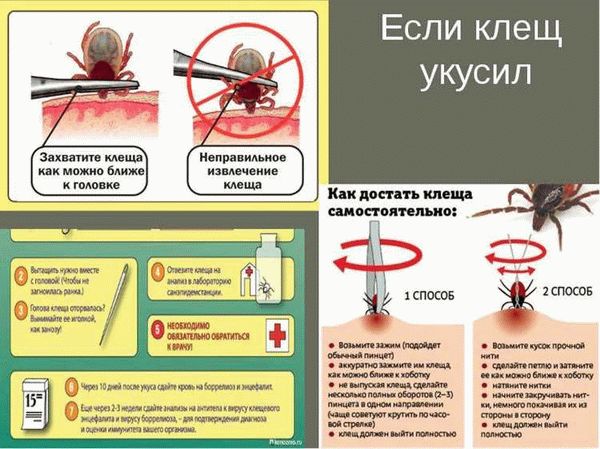 Индивидуальные средства защиты от клещей для людей и домашних животных