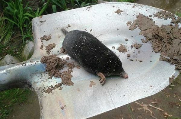 Вред, наносимый водяной полевкой